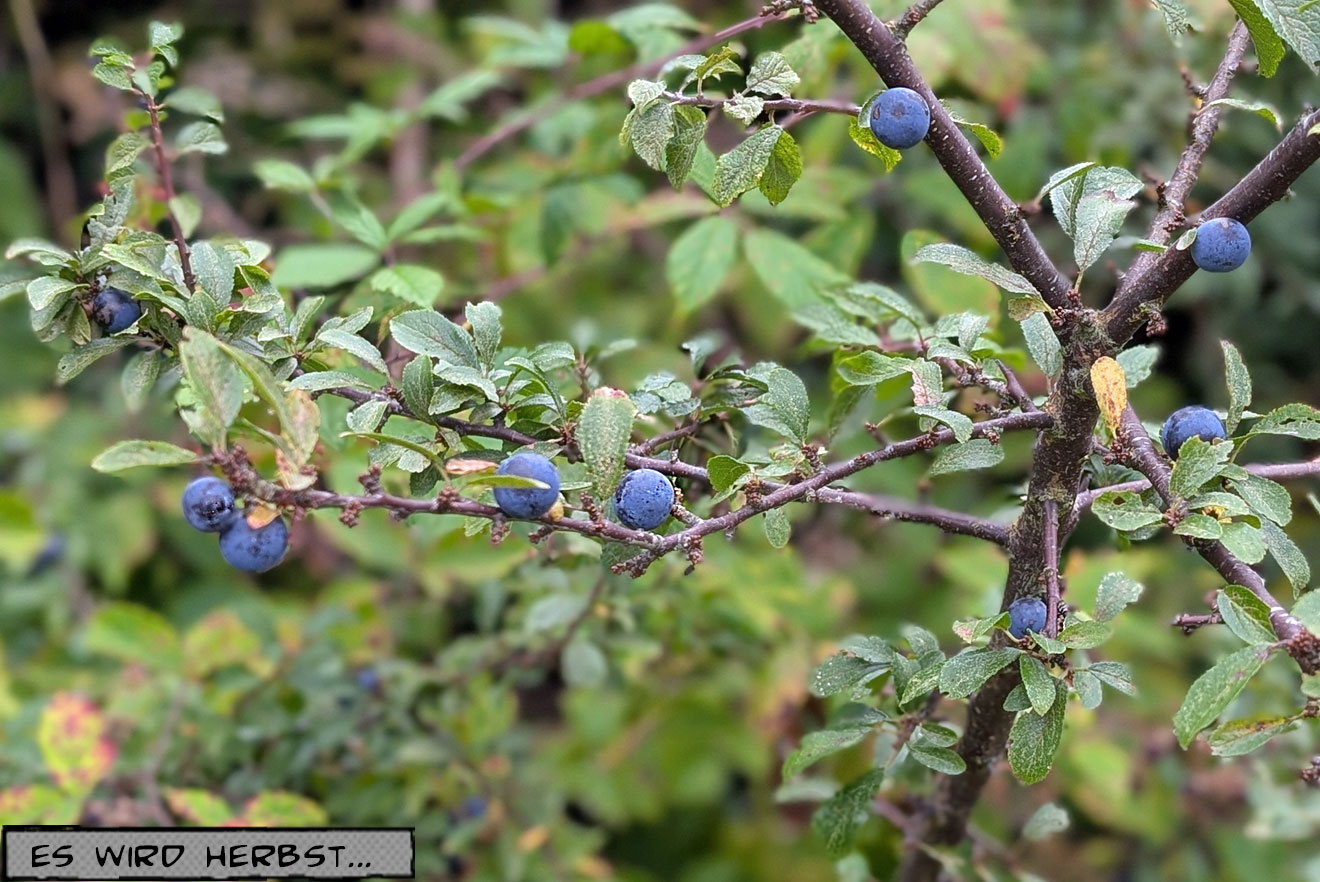Schlehen am Strauch